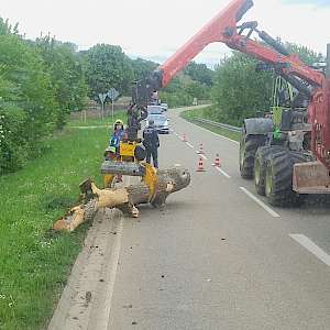Einsatz 05/25 - Baum auf Straße