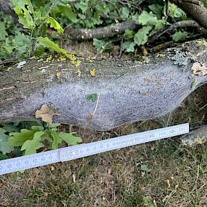 Einsatz 20/16 - TH 1 Kleineinsatz